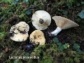 Lactarius intermedius-amf1109
